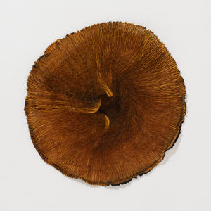 Wavy Silk Circular Scarf